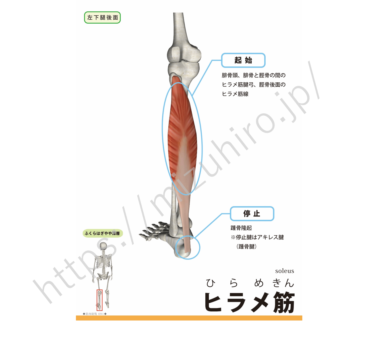 ヒラメ筋（下腿三頭筋）soleus muscle (ソウリァス・マッスル) | rehabili days(リハビリデイズ)