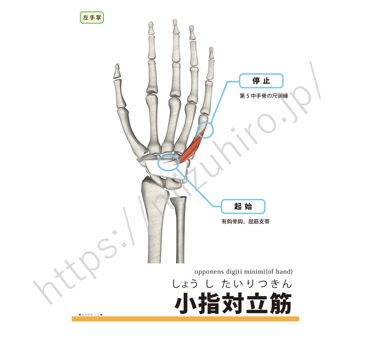 小指対立筋opponens digiti minimi muscle (オポゥネンス・ディジタイ・ミニマイ・マッスル) | rehabili ...