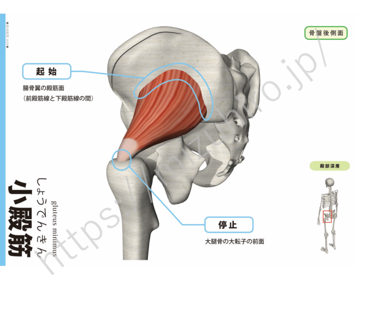 小殿筋gluteus minimus muscle (グルティアス・ミニマス・マッスル) | rehabili days(リハビリデイズ)