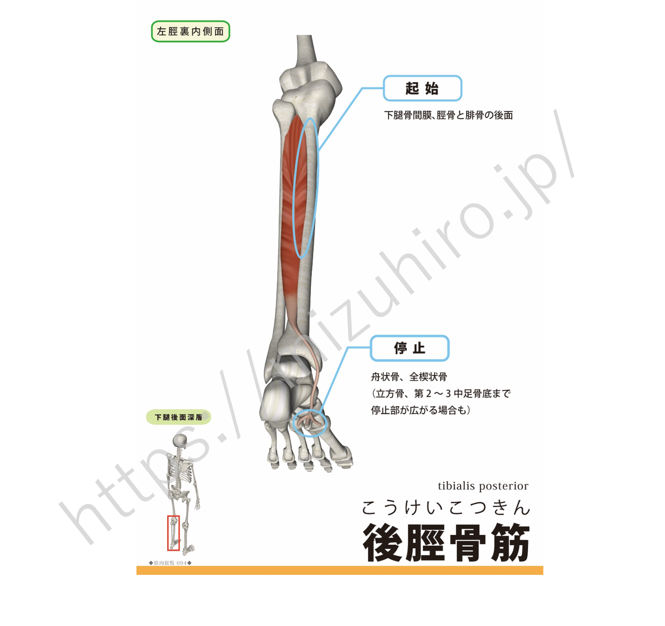 後脛骨筋tibialis posterior muscle (ティビアリス・ポステリア・マッスル） | rehabili days(リハビリデイズ)