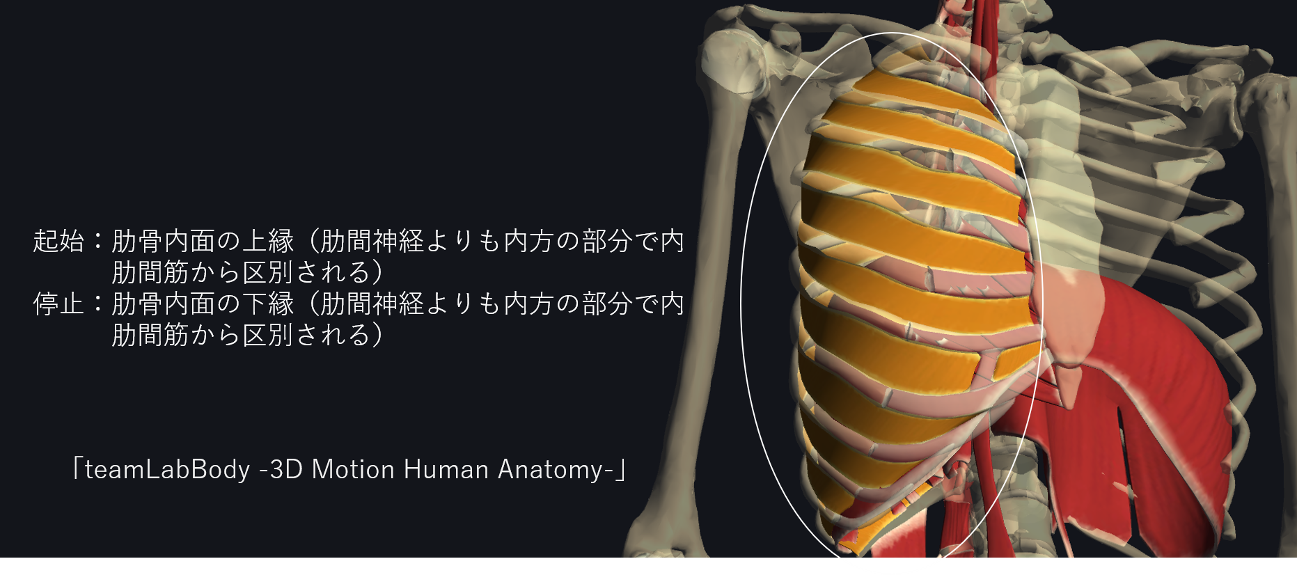 内肋間筋