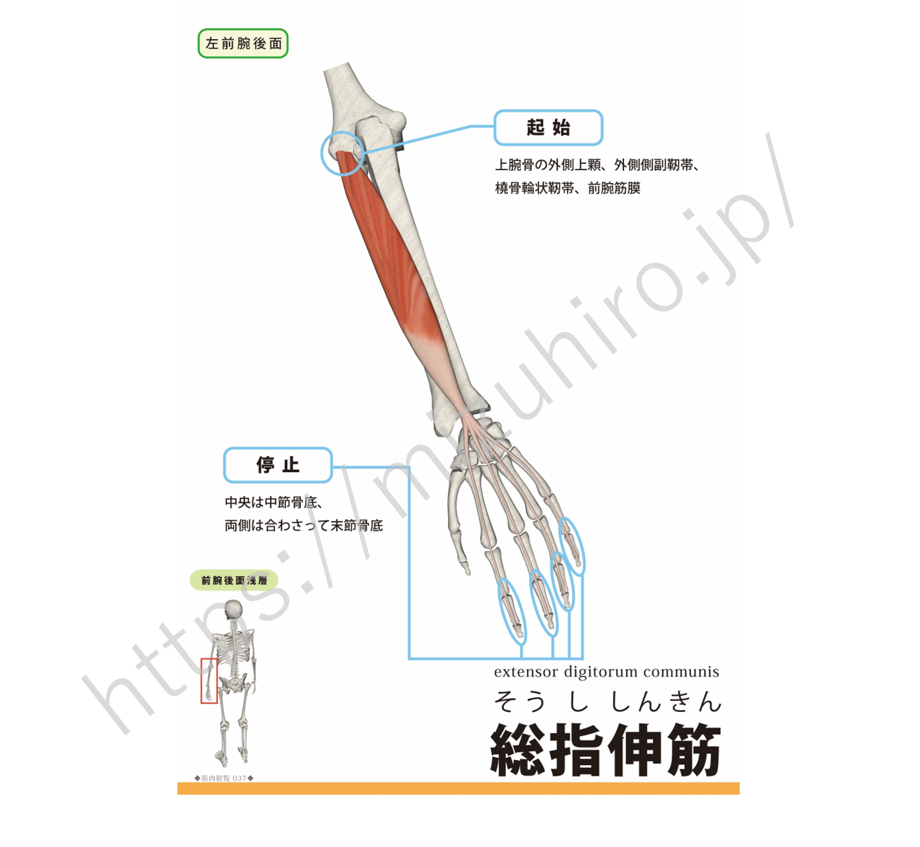 総指伸筋extensor digitorum muscle (イクステンサー・ディジトーラム・マッスル) | rehabili days ...
