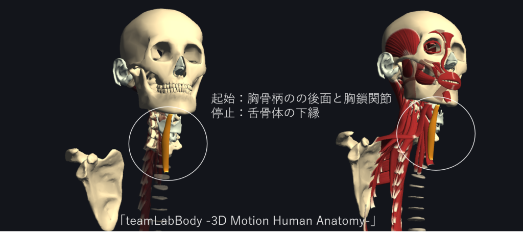 胸骨舌骨筋, 胸骨舌骨筋 作用 – ZJFK