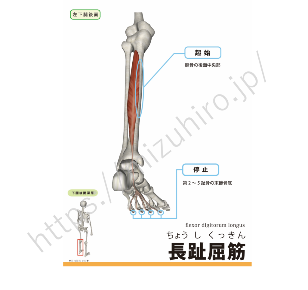 長趾屈筋flexor digitorum longus muscle（フレクサー ディジトラム ロンガス マッスル） | rehabili ...