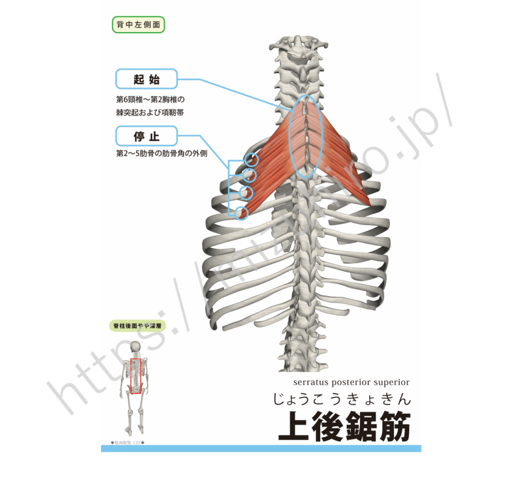 上後鋸筋serratus posterior superior muscleセレイタス ポスティリア スーピアリア マッスル