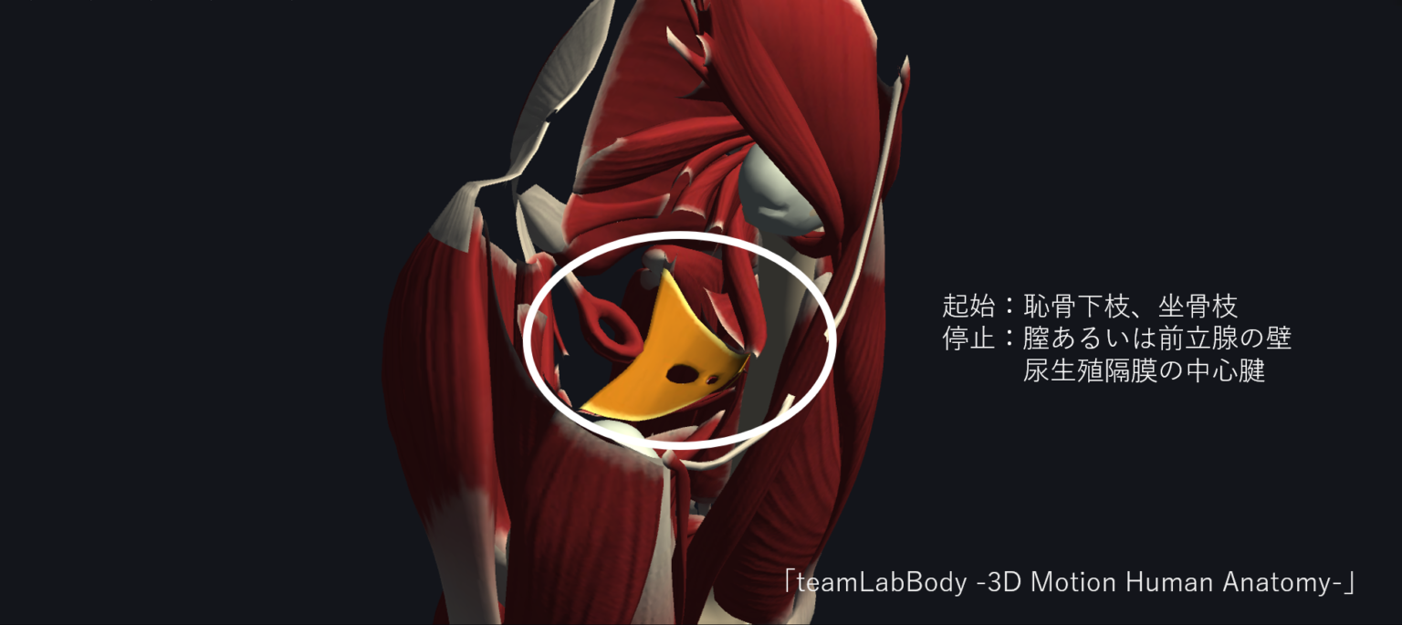 深会陰横筋transversus perinei profundus muscleトランスヴァーサス ペリネイ プロファンダス