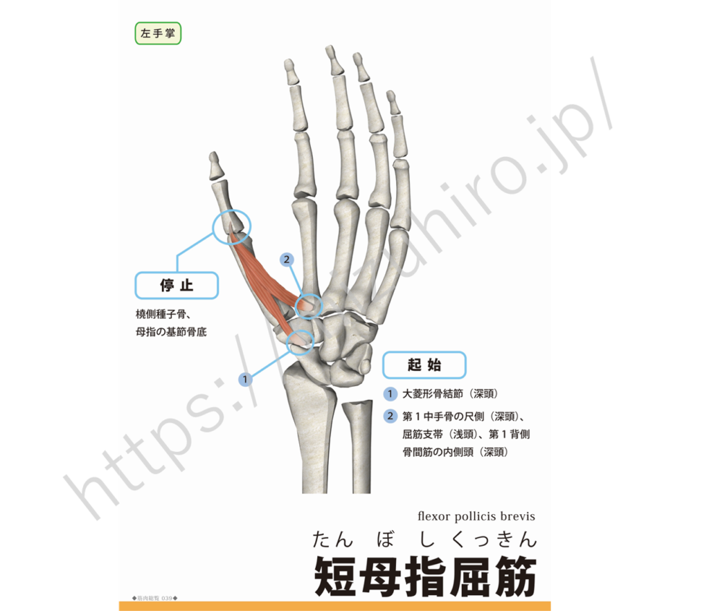 短母指屈筋flexor pollicis brevis muscle (フレクサー・ポリシィス・ブレヴィス・マッスル) rehabili